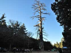 Gran Cedro Gouraud, Azrou